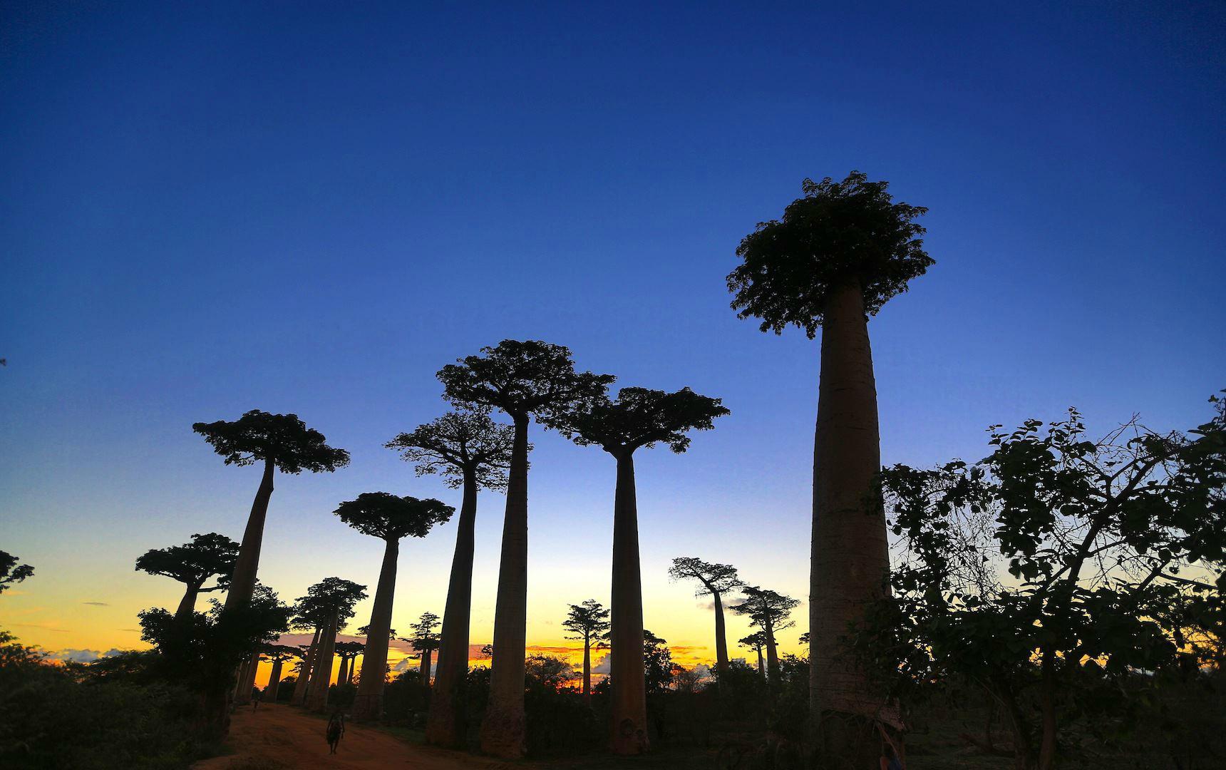allée des baobabs