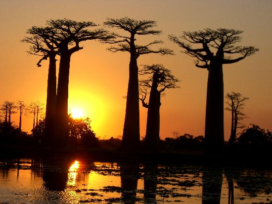 allée des baobabs coucher soleil